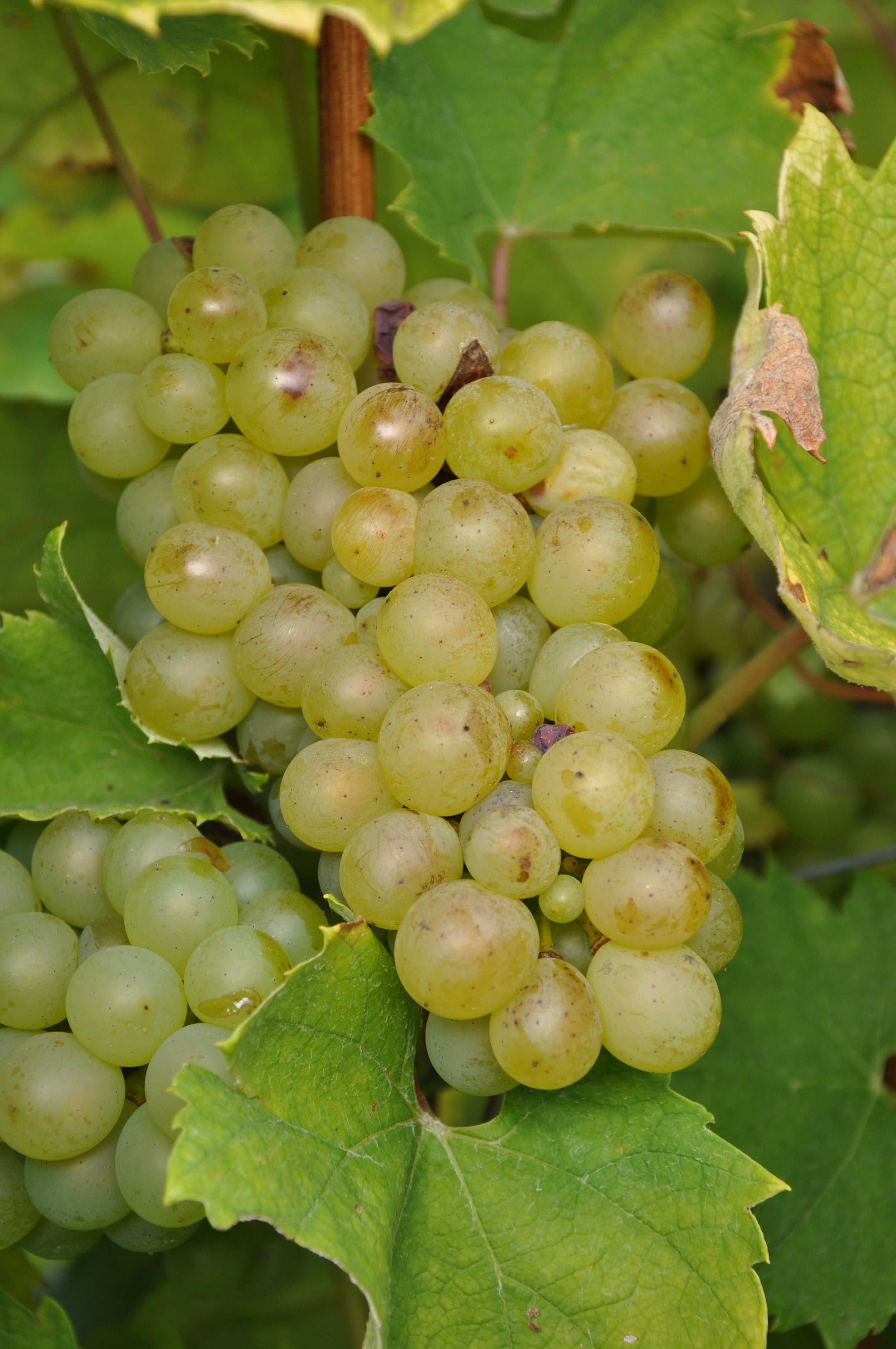 Grape Of The Week: Furmint – greenegrapewine