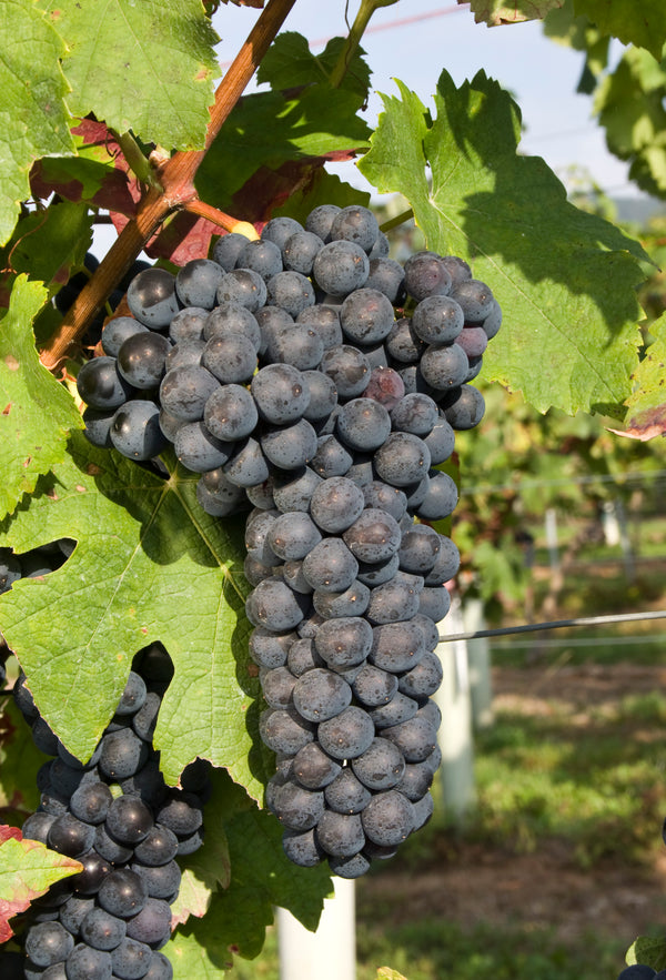 Ursula Brühl, Julius Kühn-Institut (JKI), Federal Research Centre for Cultivated Plants, Institute for Grapevine Breeding Geilweilerhof - 76833 Siebeldingen, GERMANY