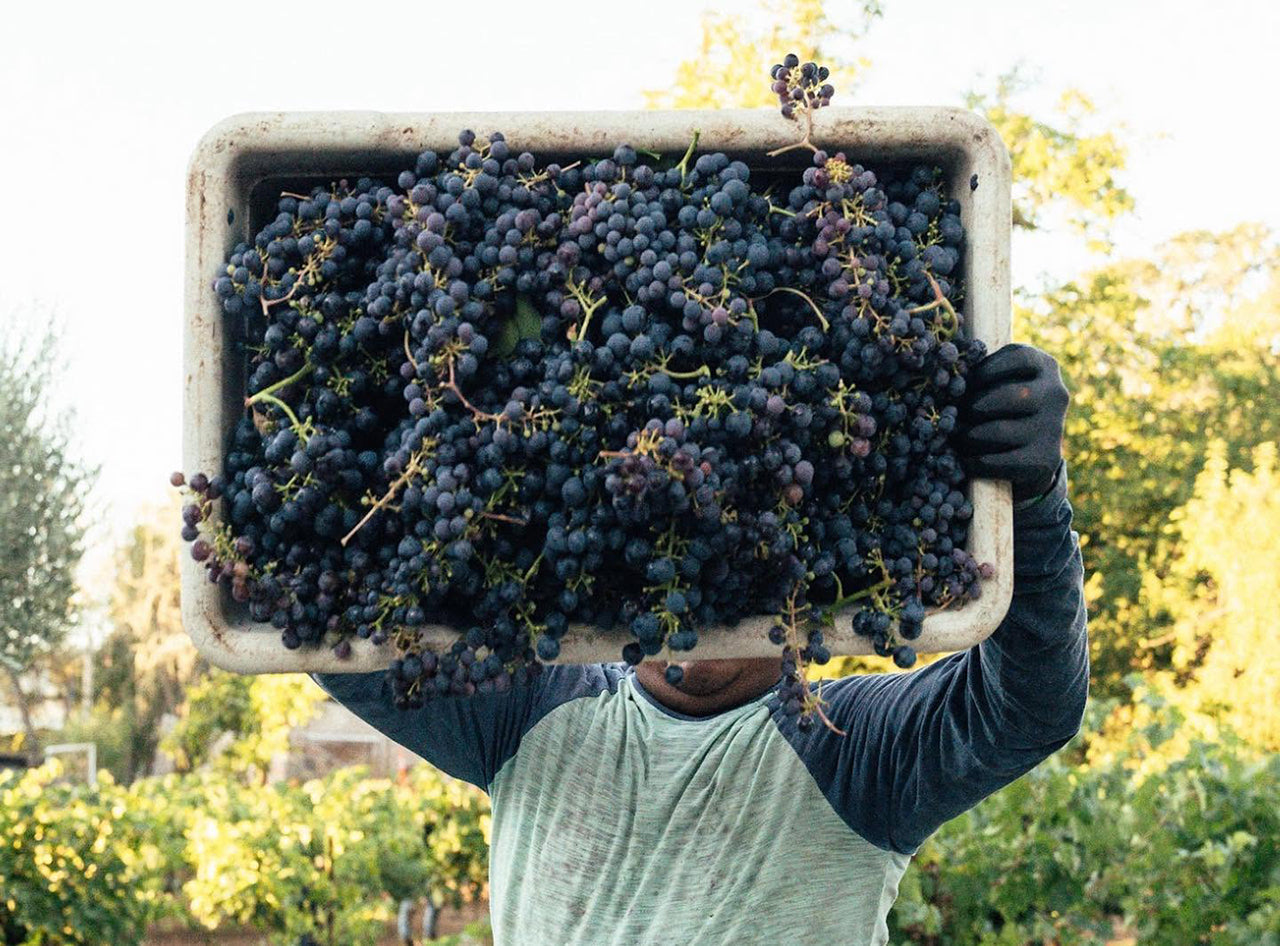 Producer Spotlight: Catch & Release Wines