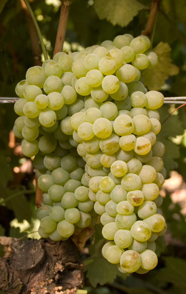 Grape Of The Week: Chenin Blanc