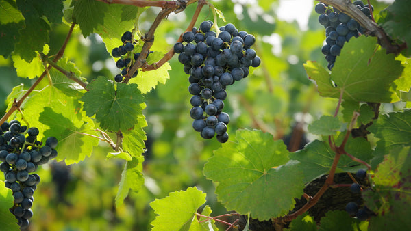 Grape Of The Week: Blaufränkisch