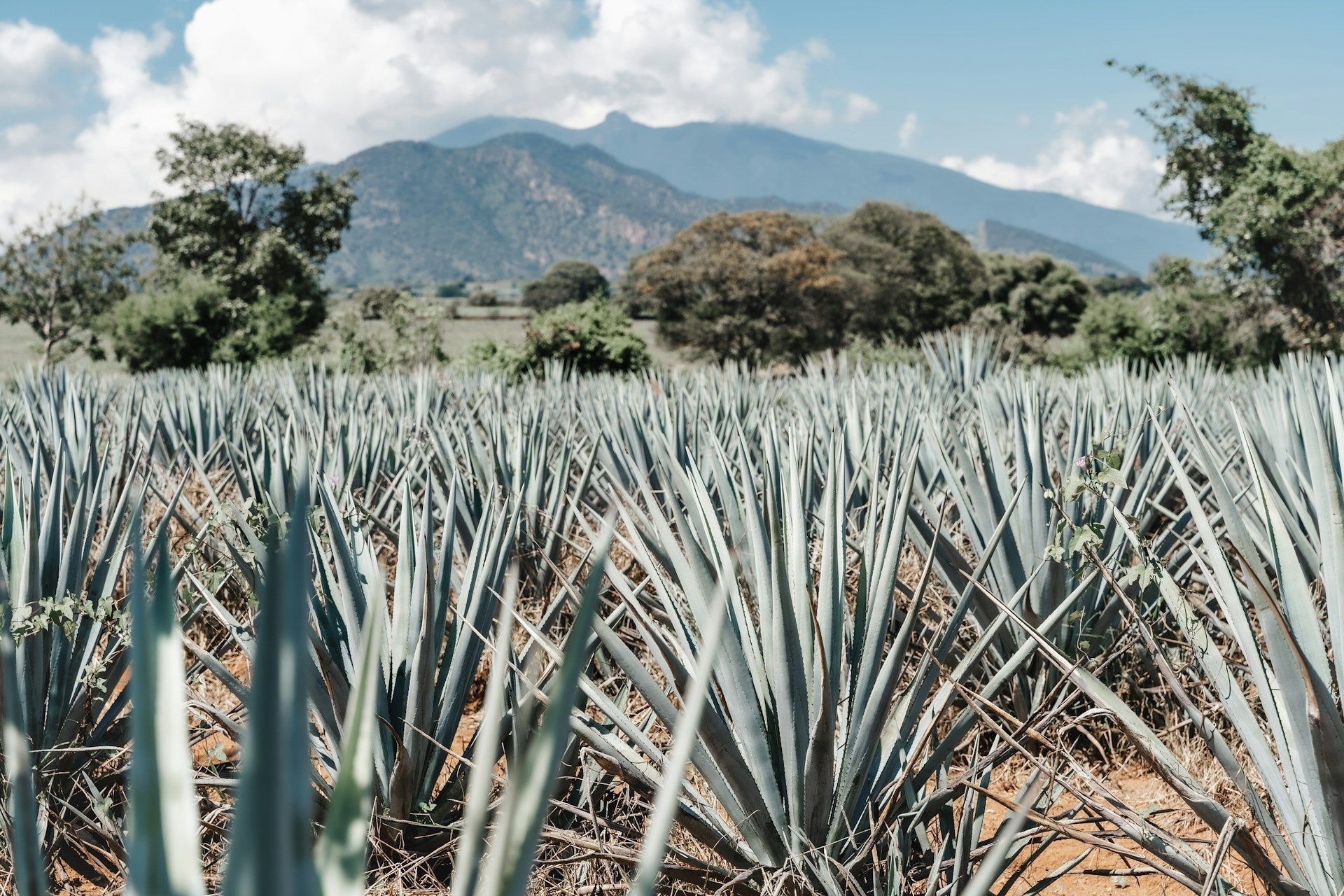 Shake, Stir, Sip: Your Tequila Cheat Sheet