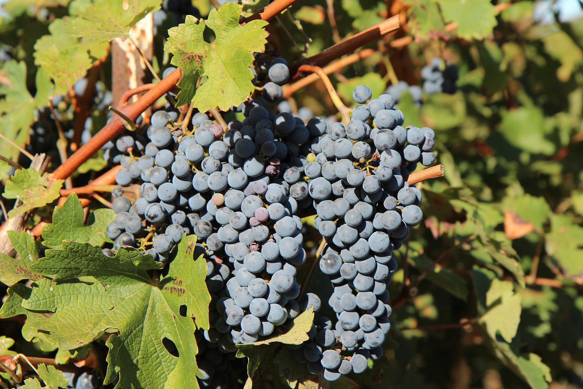 Grape Of The Week: Merlot