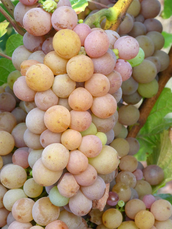 Grape Of The Week: Pinot Gris