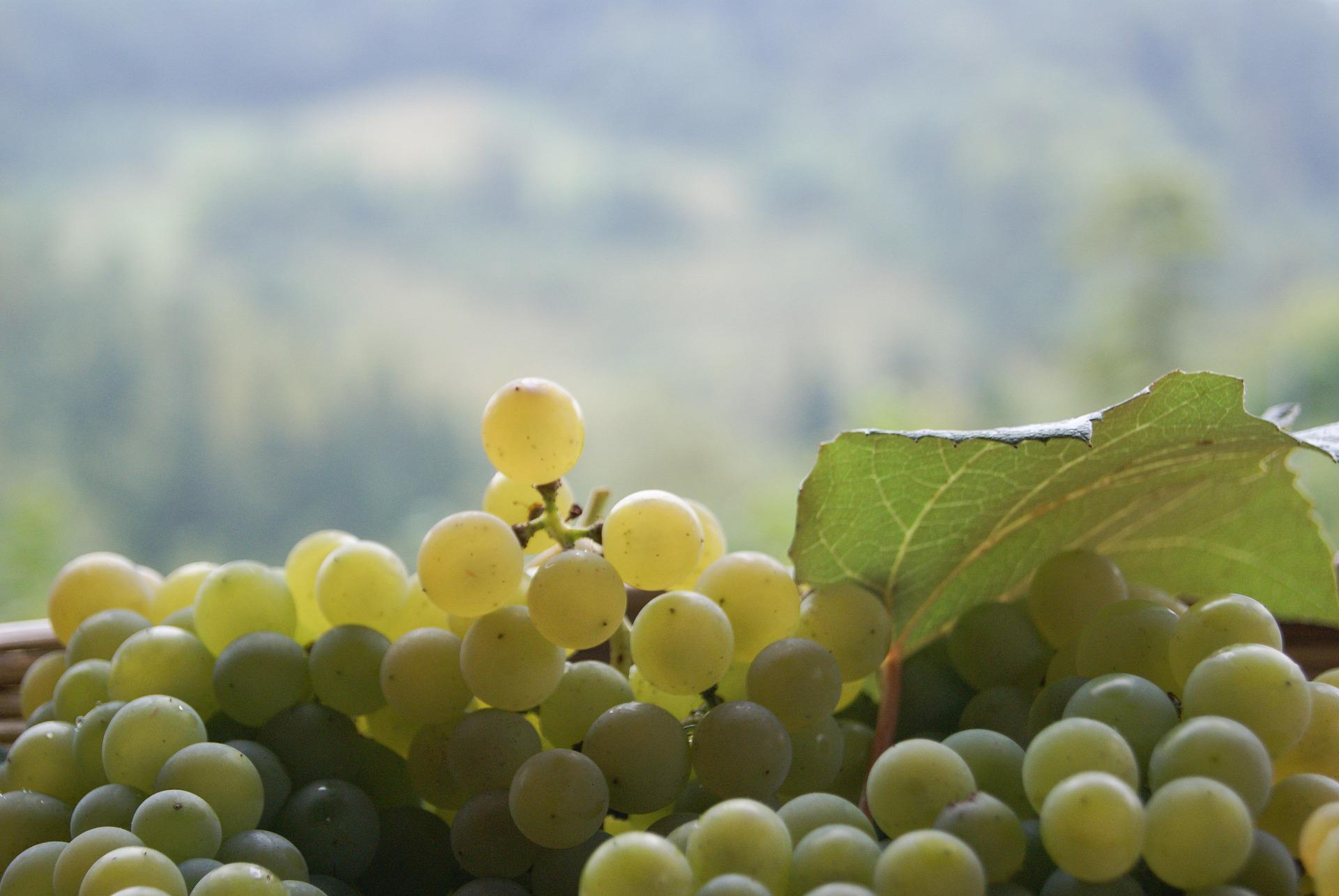 Grape Of The Week: Glera