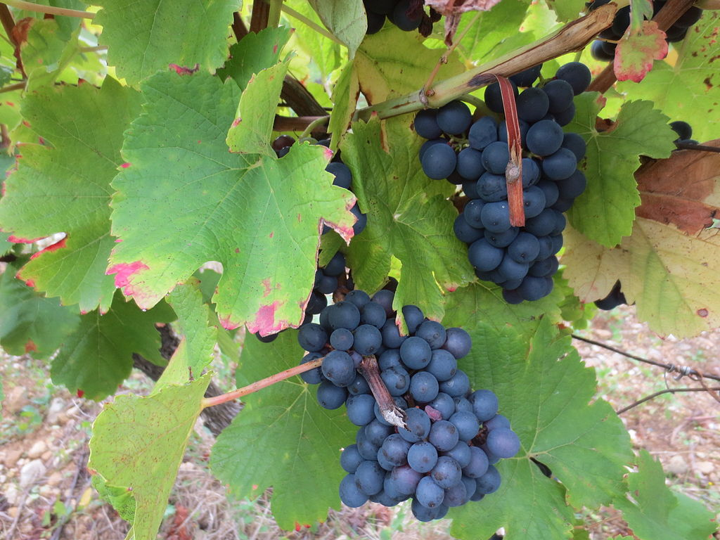 Grape Of The Week: Trousseau