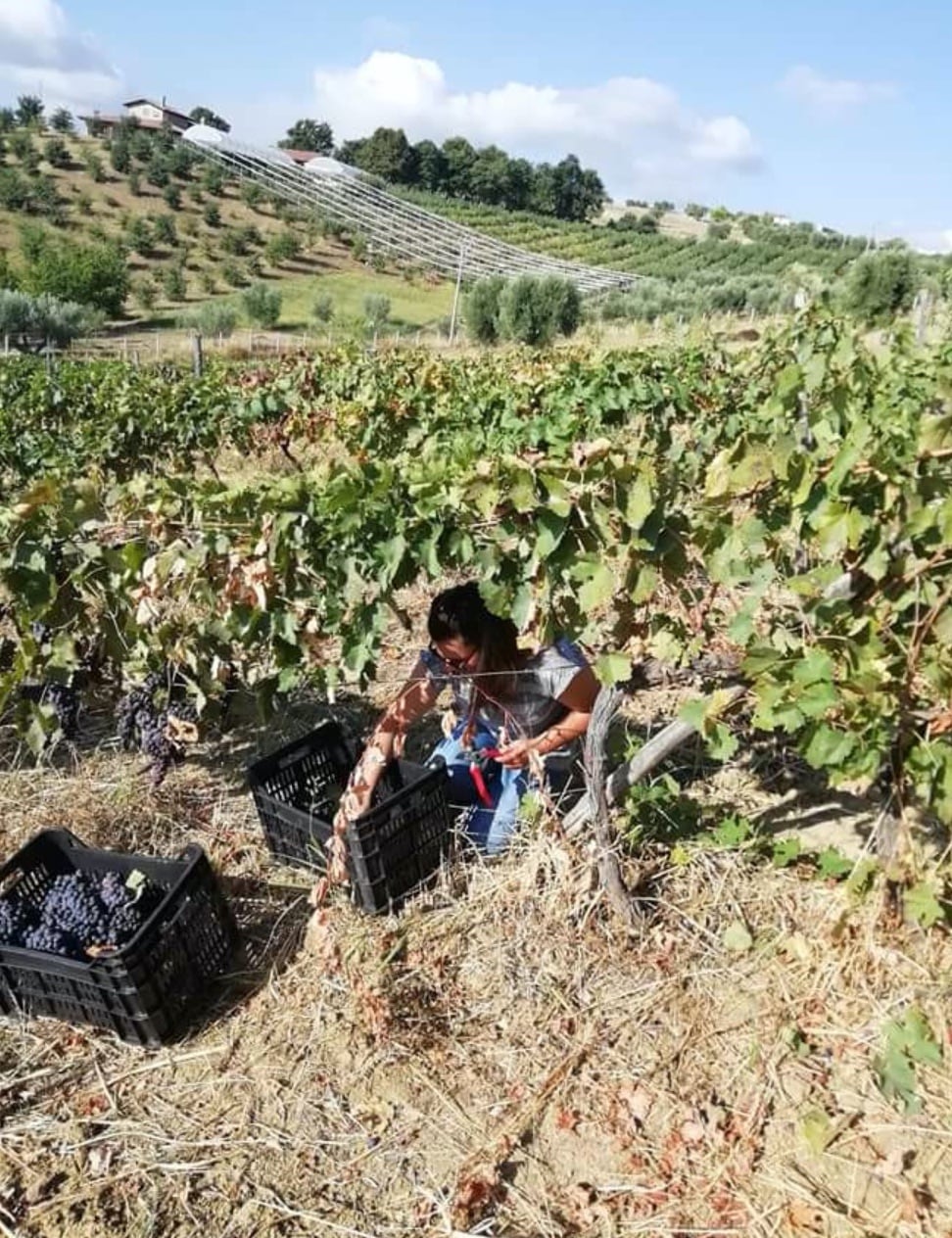 Le Quattro Volte Vineyard