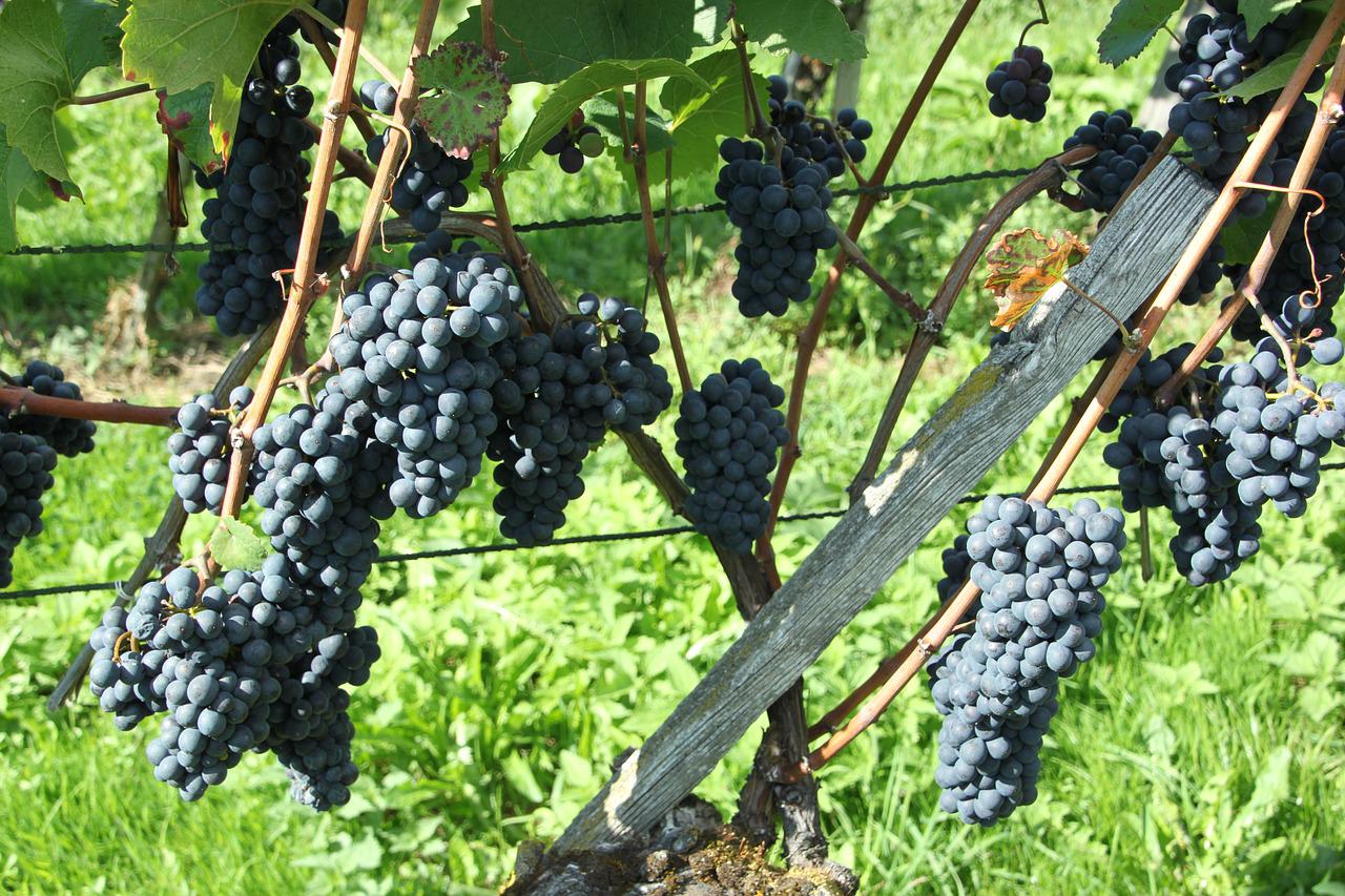 Grape Of The Week: Pinot Noir
