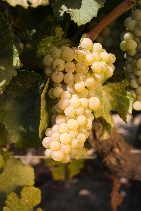 Grape Of The Week: Pinot Blanc