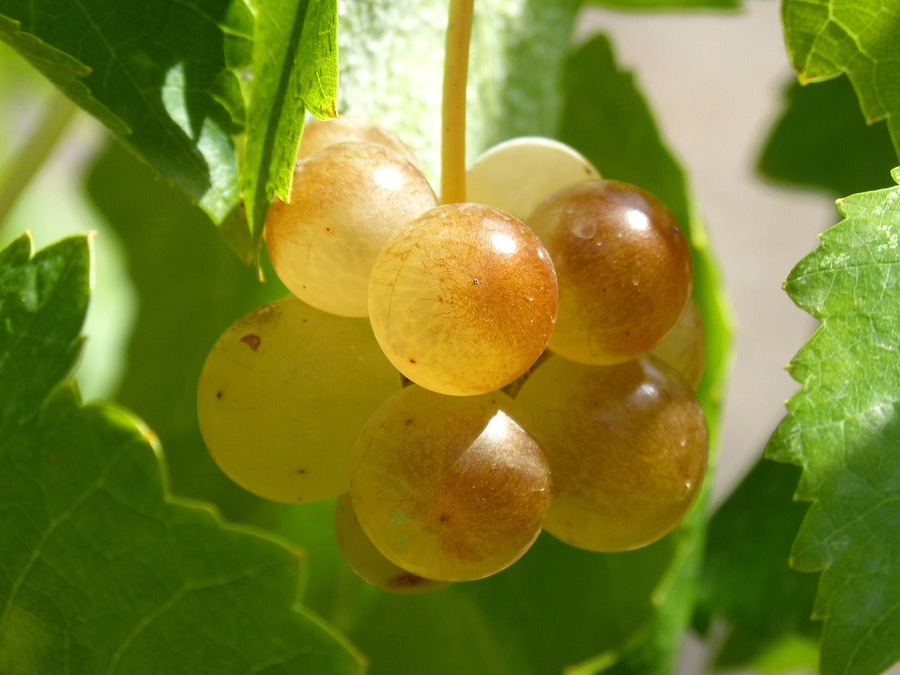 Grape Of The Week: Macabeo