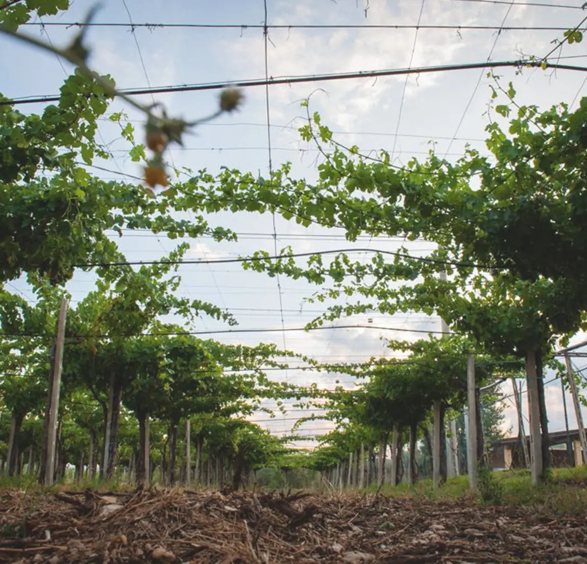 Photo Courtesy of Nestore Bosco