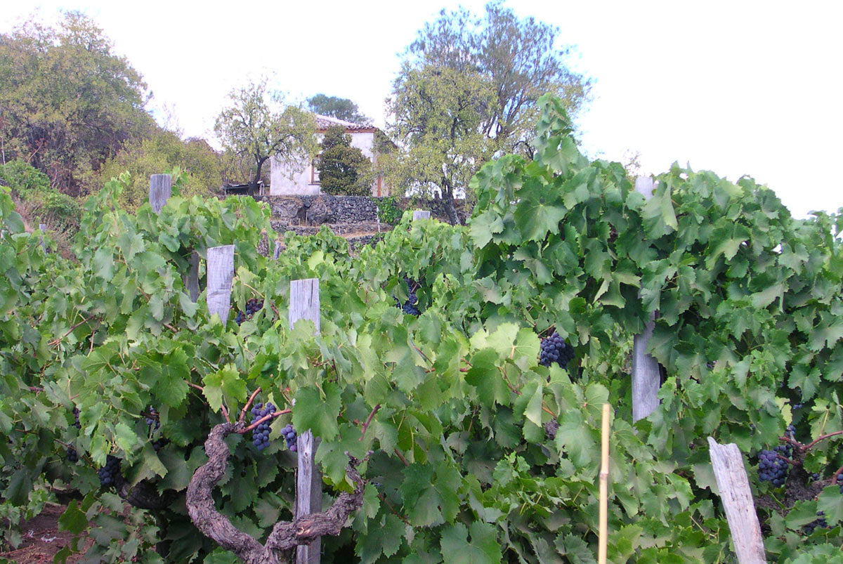 Grape Of The Week: Nerello Mascalese