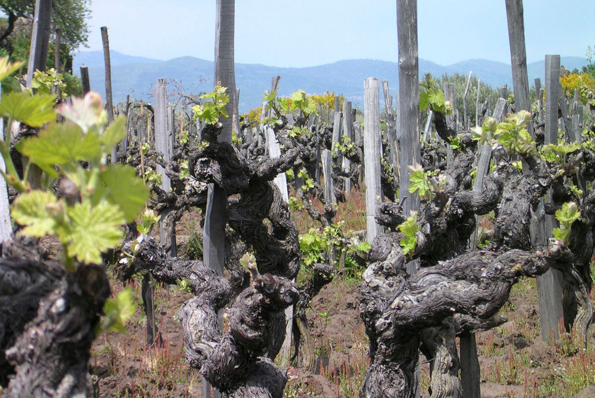 Grape Of The Week: Catarratto