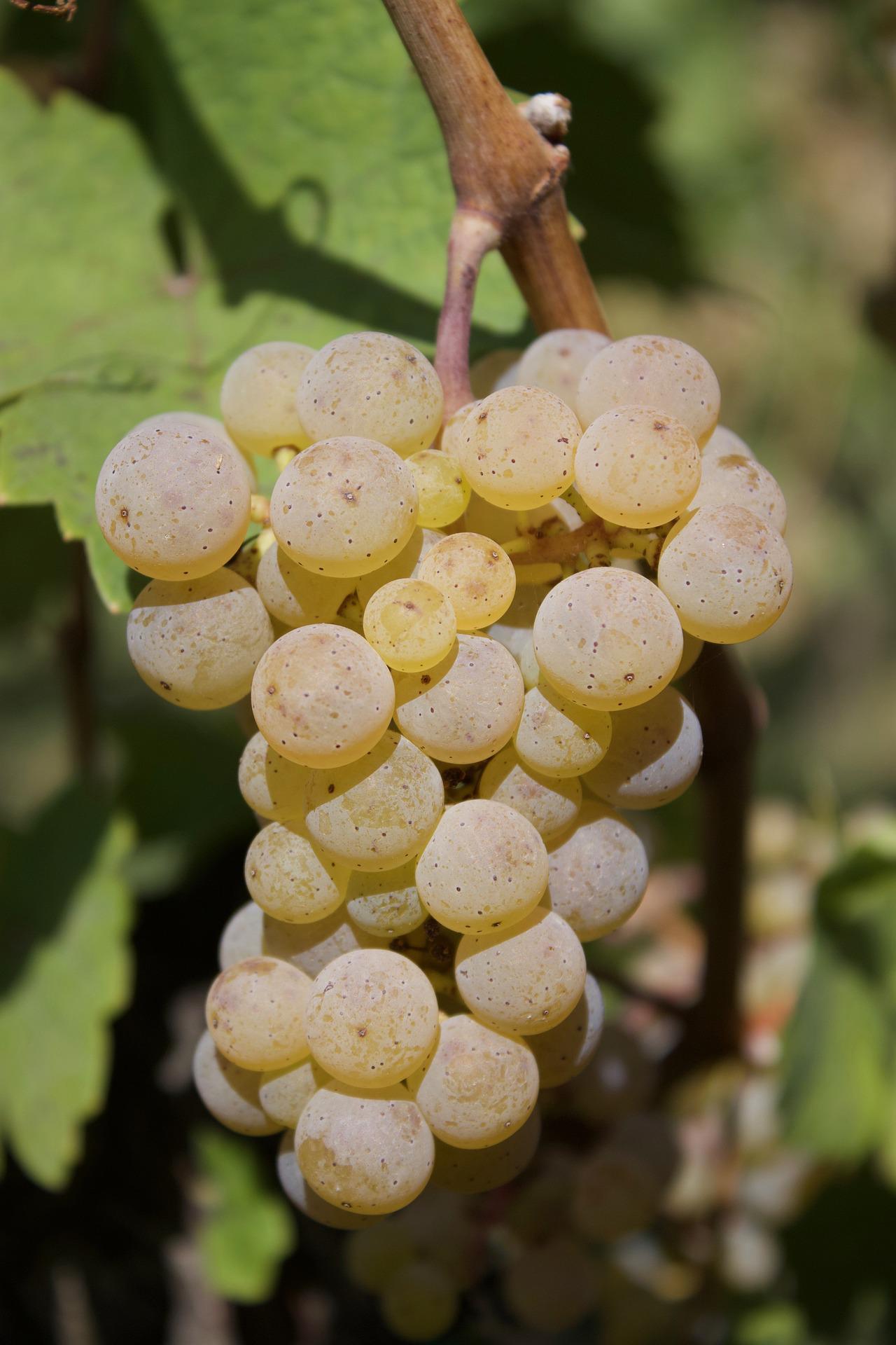 Grape Of The Week: Riesling