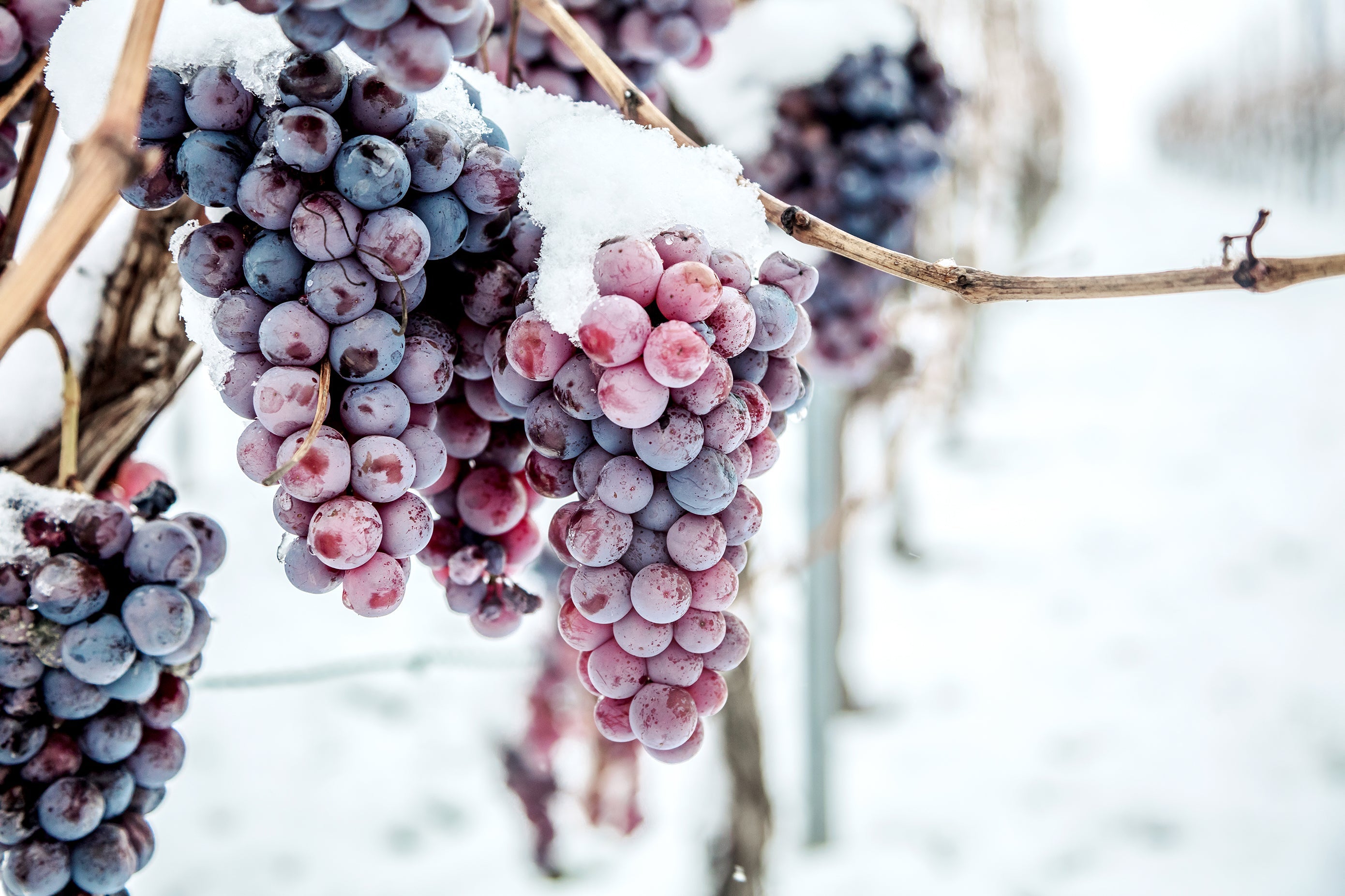 Winter Wine & Spirits from The Greene Grape