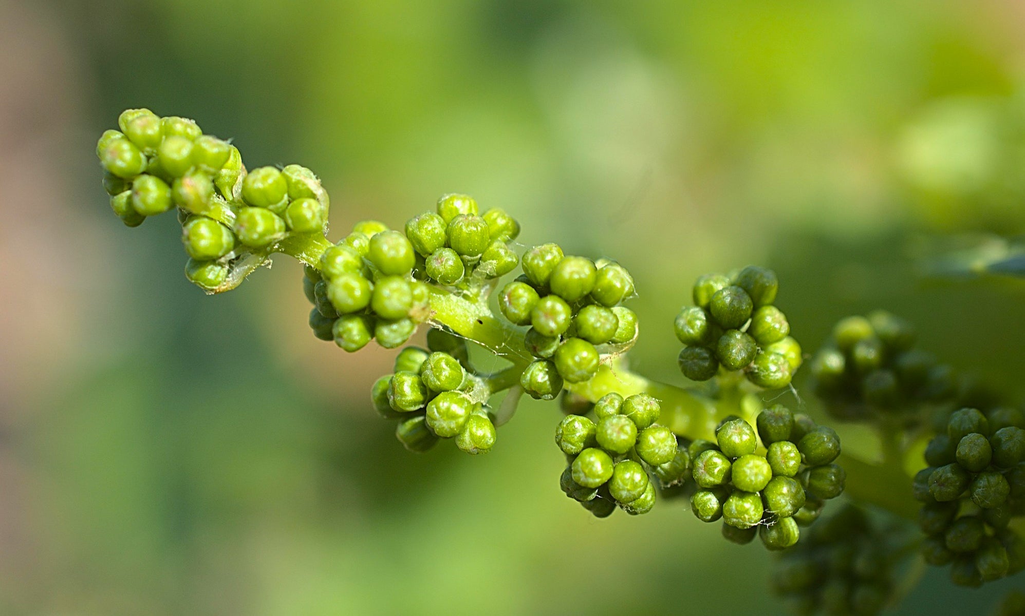 Spring Wines From The Greene Grape